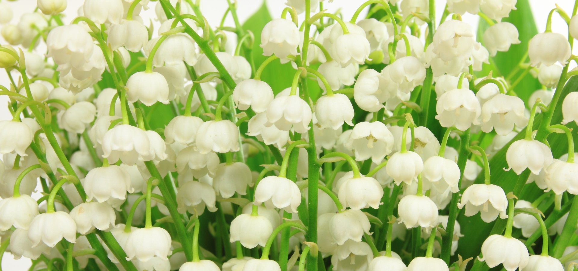 Fiche plante : Muguet