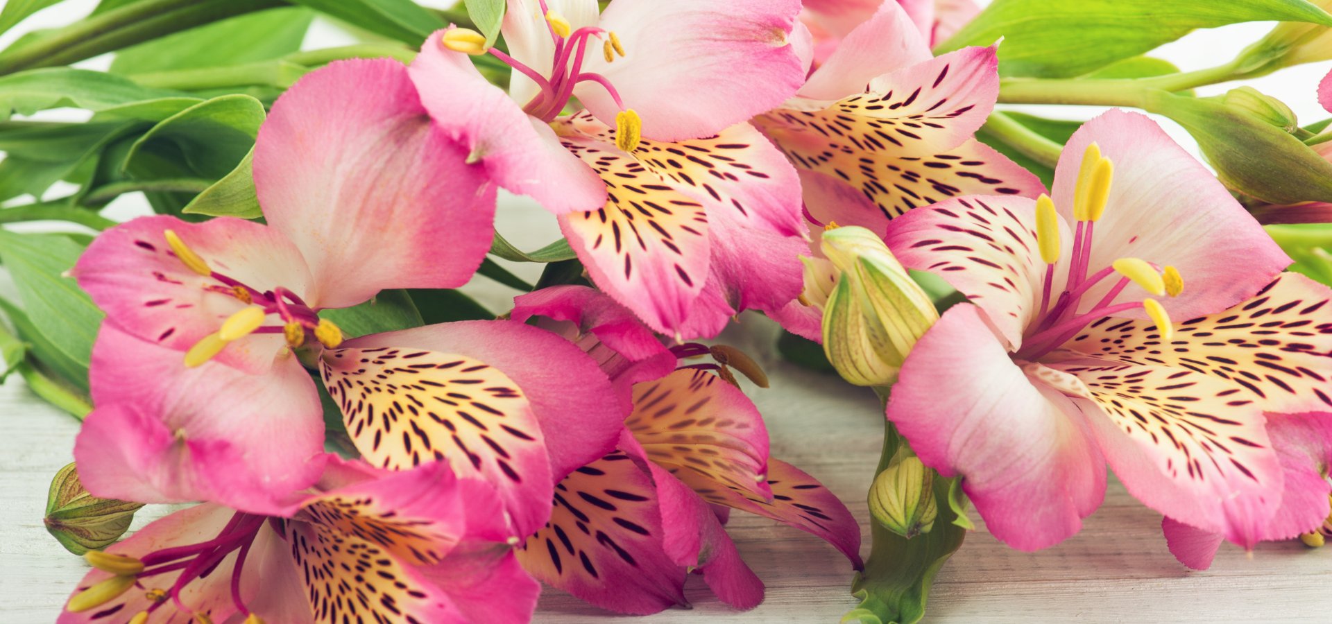 Fiche Plante : Asltroemeria