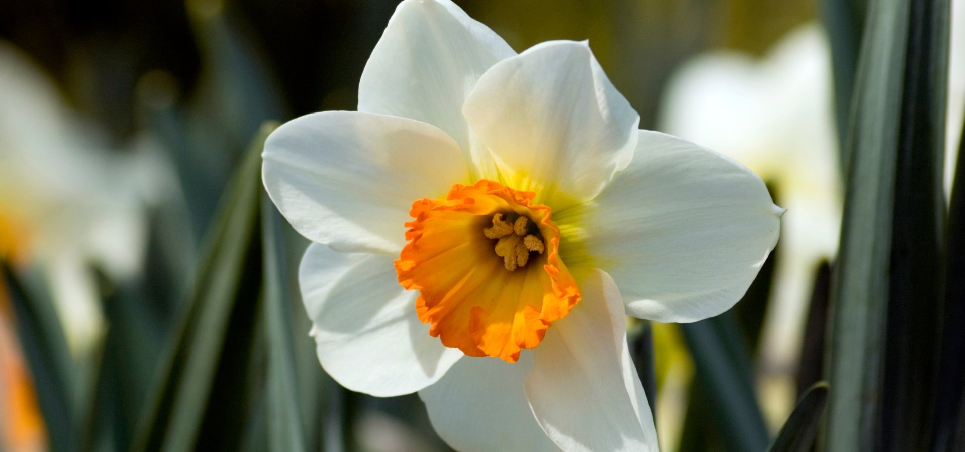 Fleurs de printemps : guide des fleurs et idées de bouquets