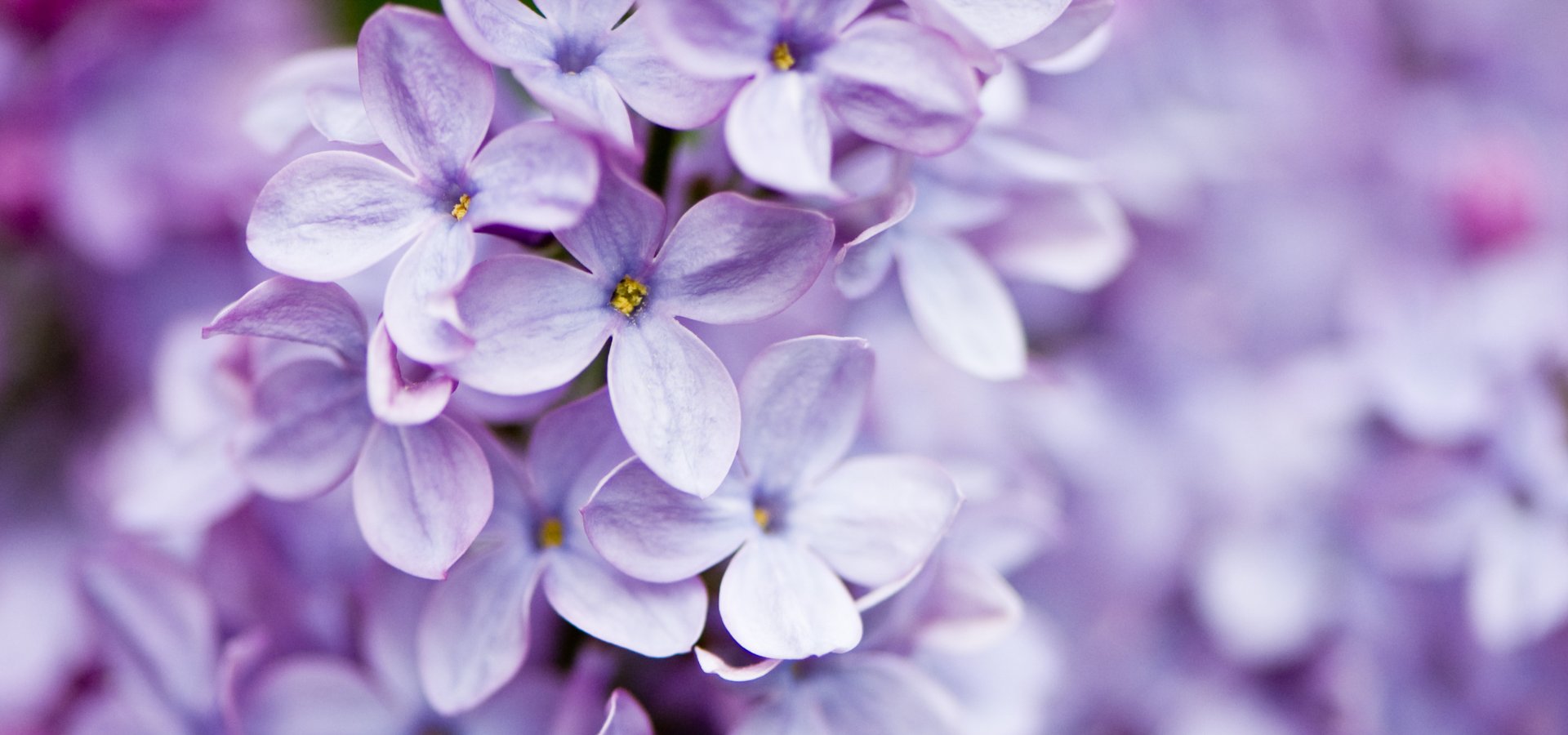 Fleurs de printemps : guide des fleurs et idées de bouquets