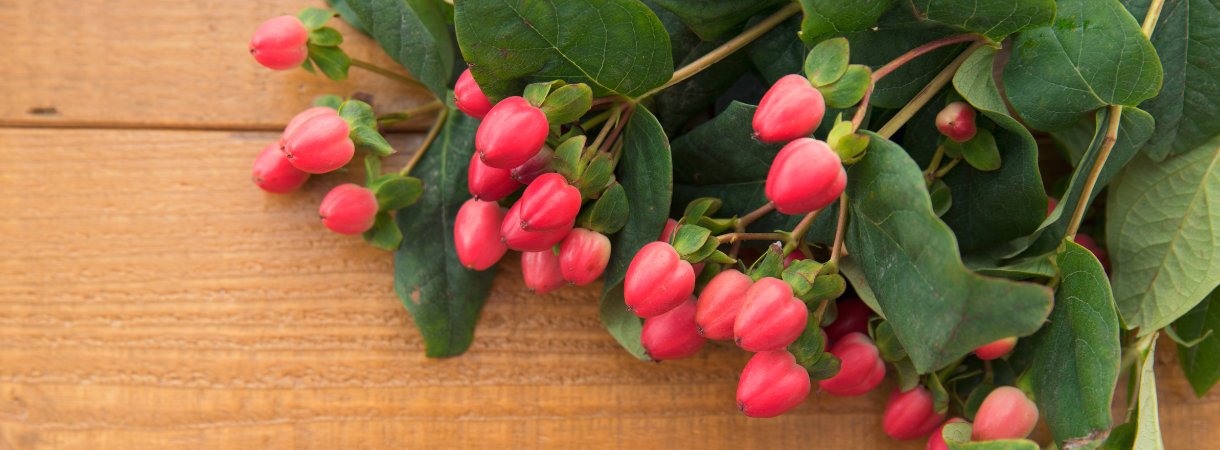 Fiche Plante : l'hypericum