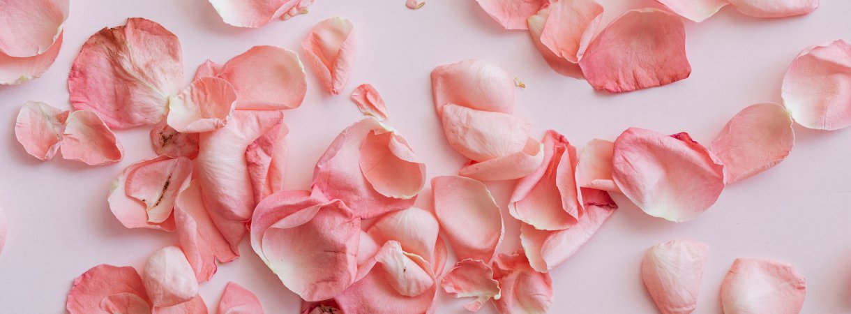 Langage des roses : signification et symbolique des couleurs