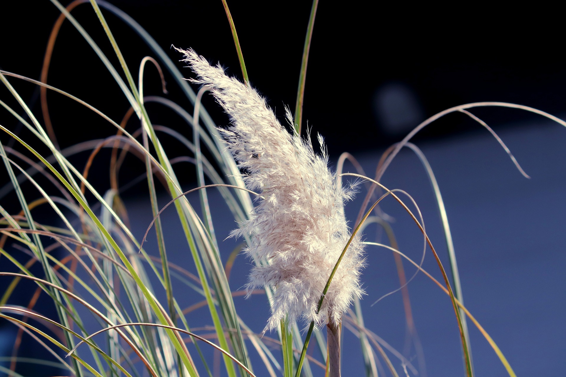 Tout savoir sur l'herbe de la pampa