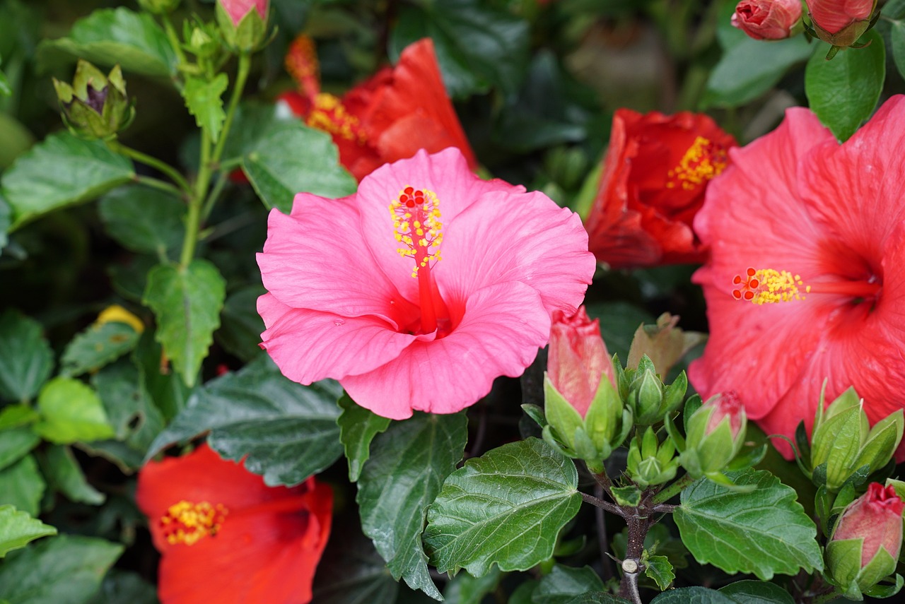 Fleurs hibiscus