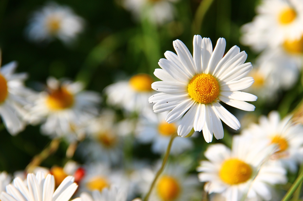 Marguerite belle des champs