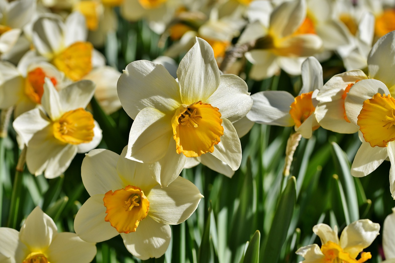 Narcisse, fleur du printemps