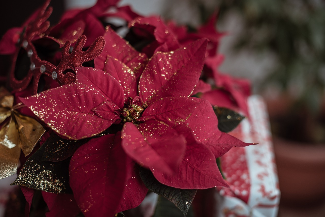 Poinsettia pailleté fleur de Noël