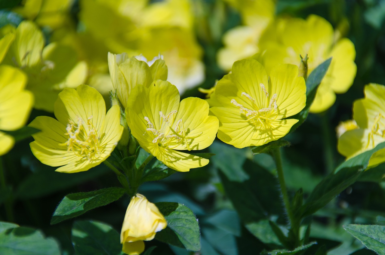 Onagre fleuri Fleurs onagre