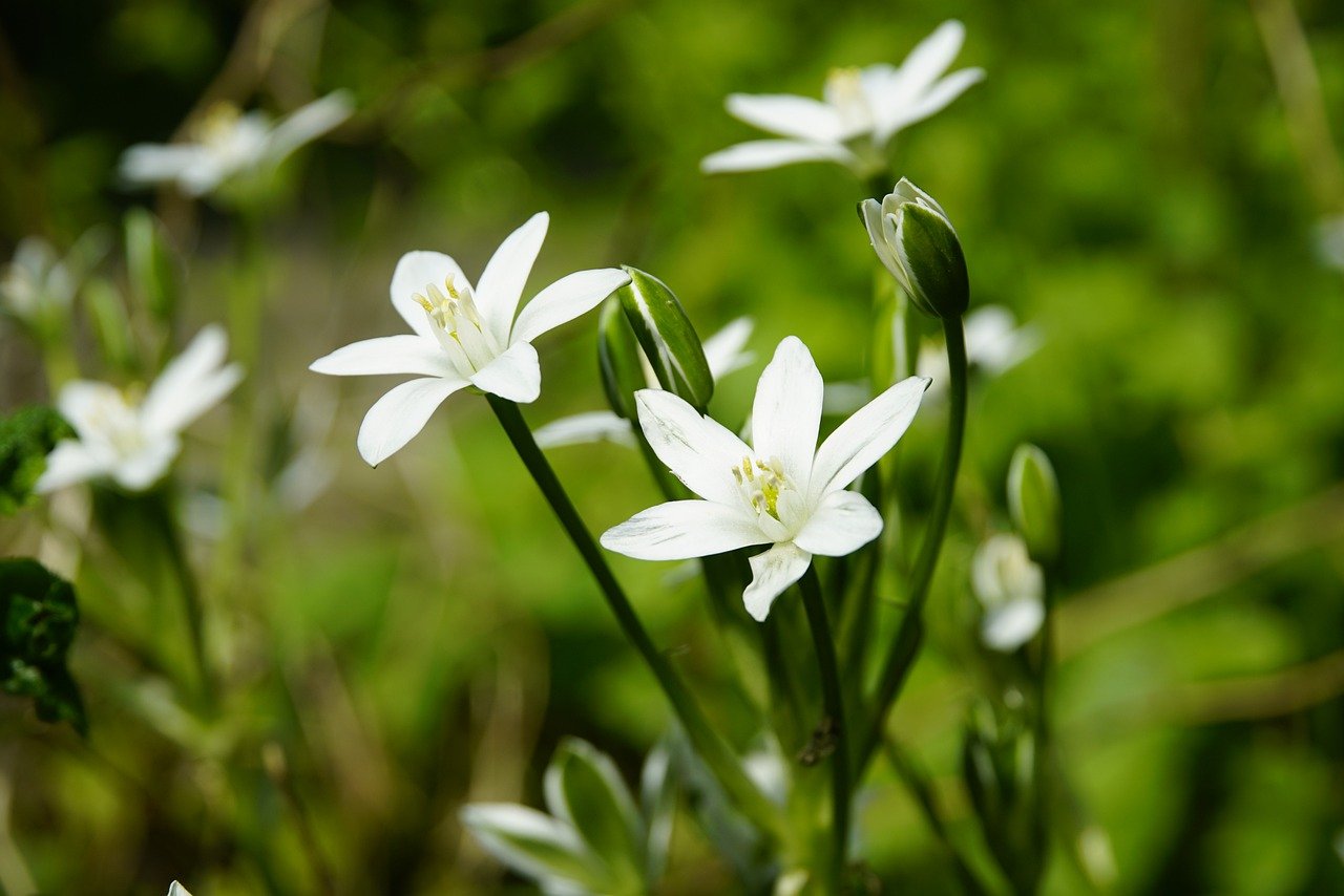 Ornithogale Ornithogale ou Ornithogalum fleuri