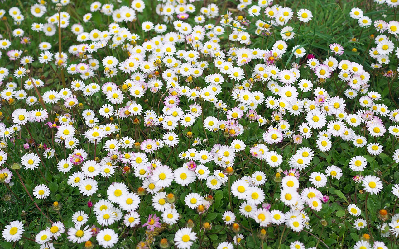 Pâquerette - Carrément Fleurs Pâquerette semblable à une marguerite