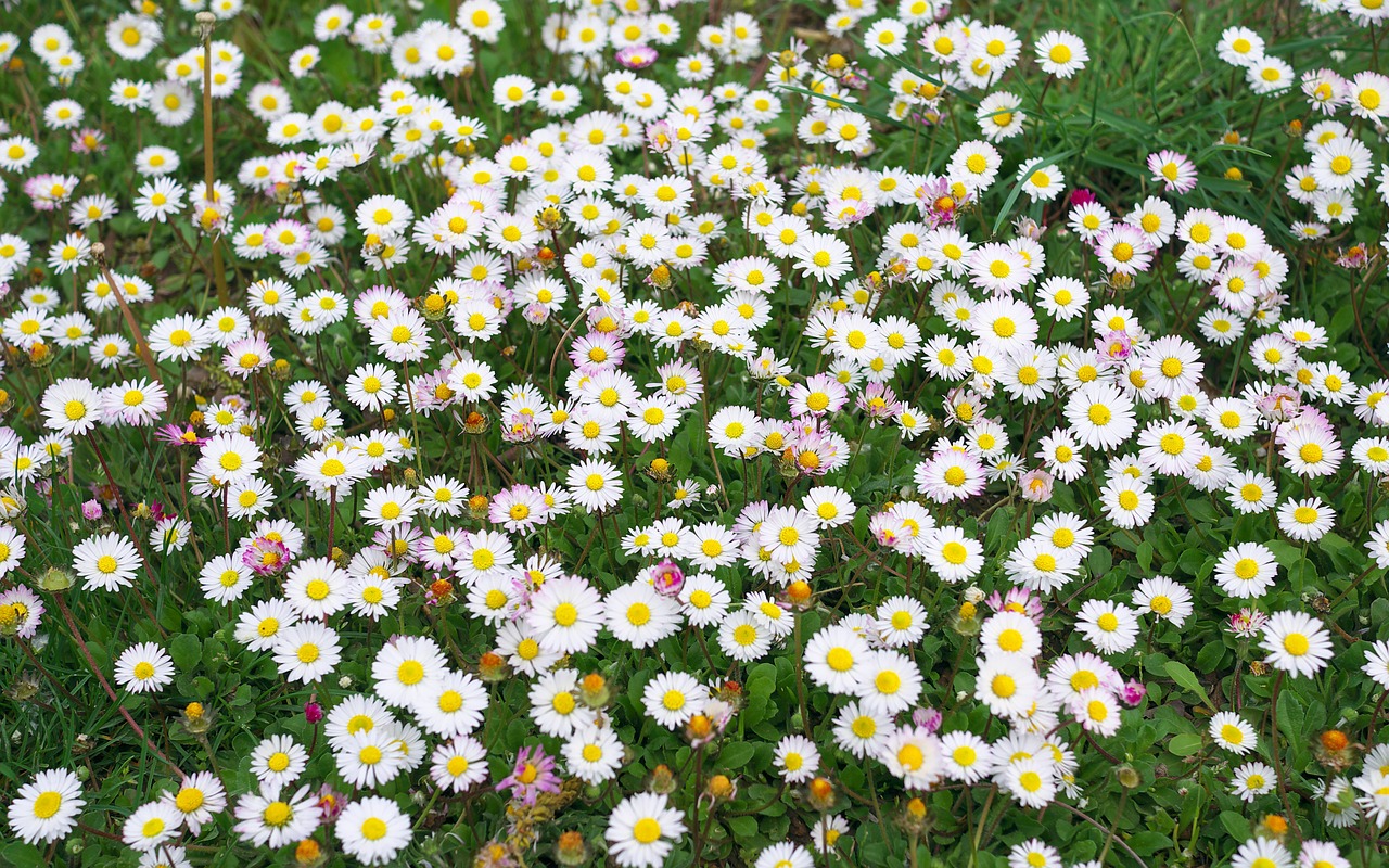 Pâquerette semblable à une marguerite