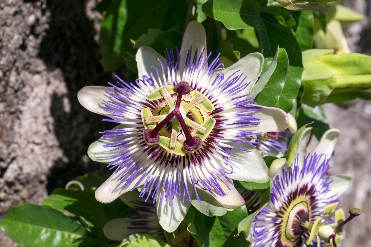 Passiflore une fleur charmante