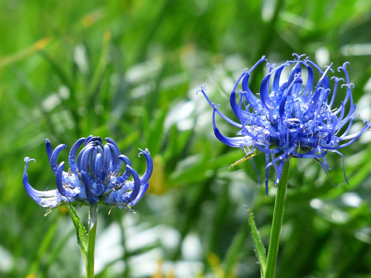 Raiponce fleur de jardin et potager