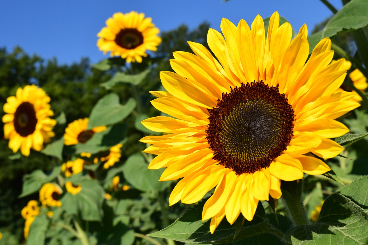 Tournesol - Carrément Fleurs Tournesol : la fleur du soleil