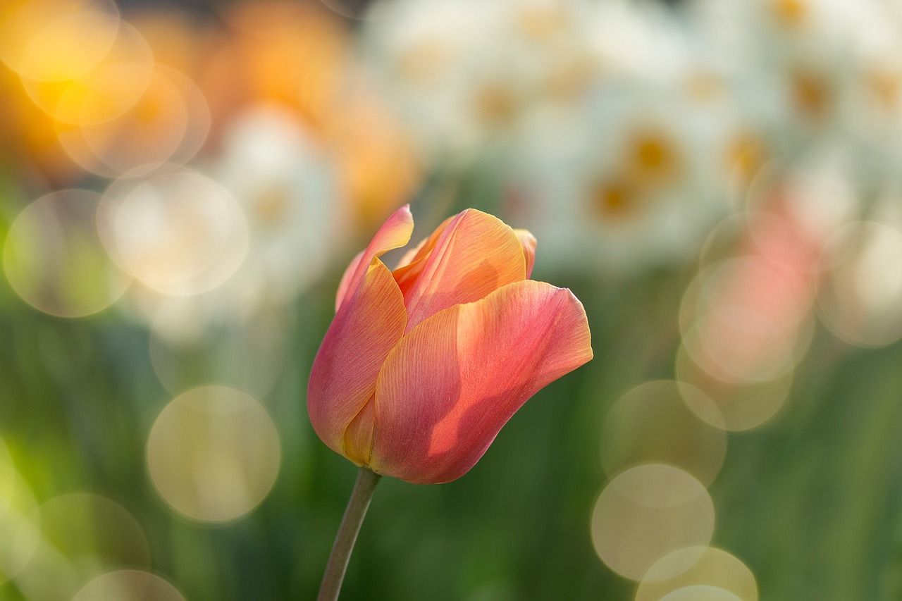 Tulipes : symbole et signification