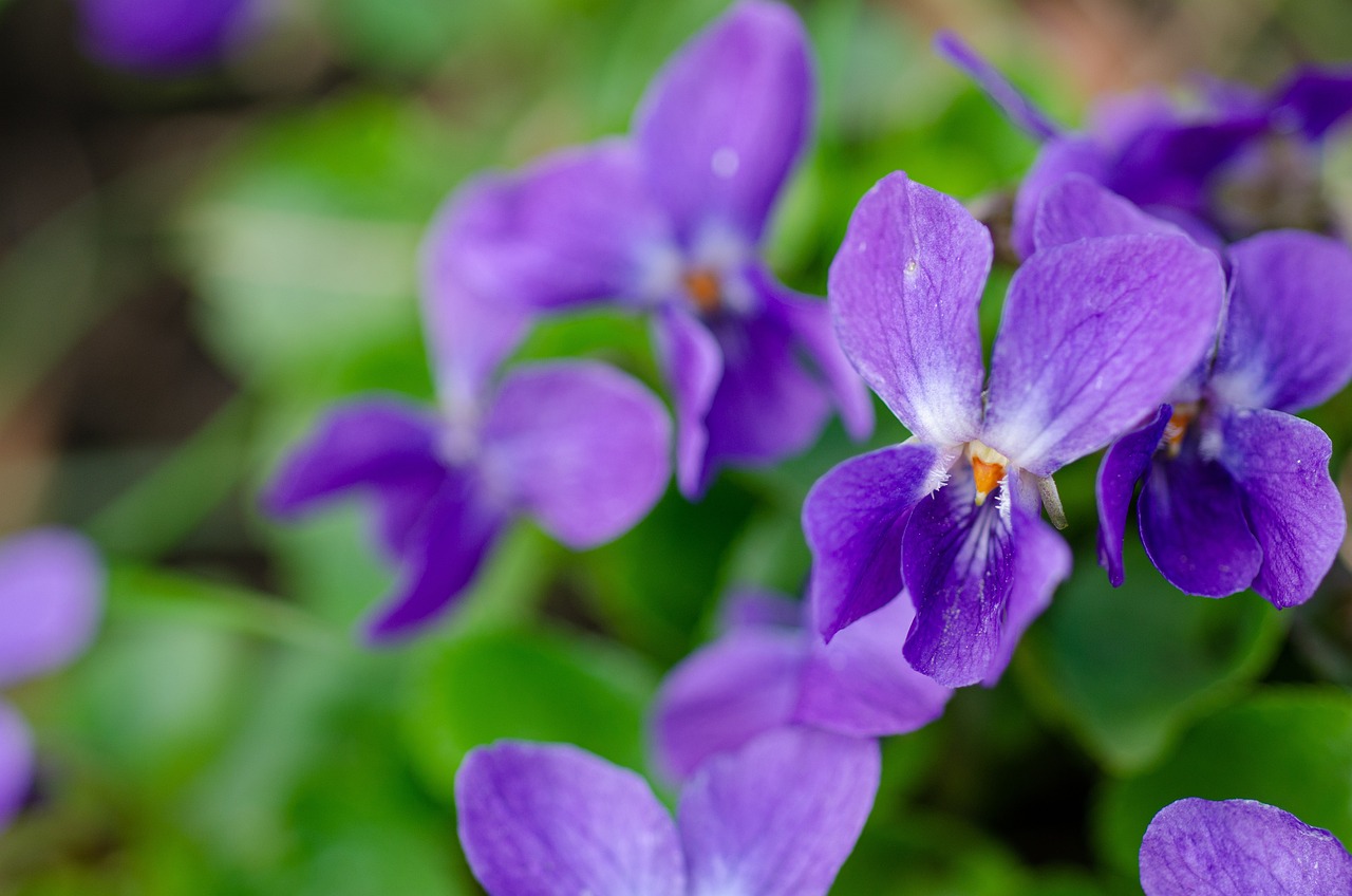 Tout savoir sur la violette