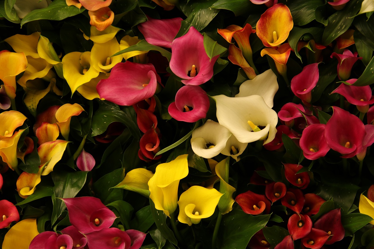 Zantedeschias multicolores Zantedeschia