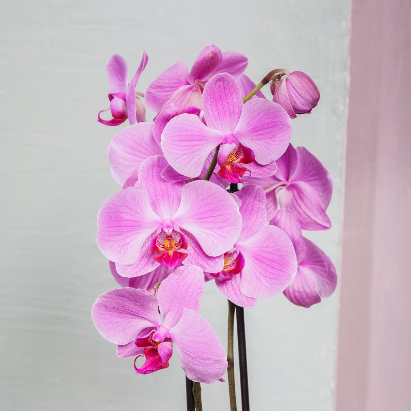 Orchidée phalaenopsis 2 tiges