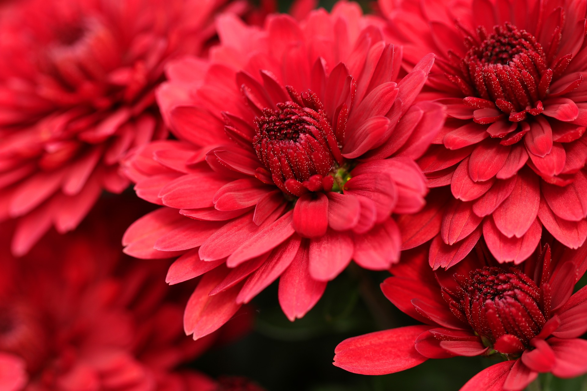 Chrysanthème fleur de la Toussaint