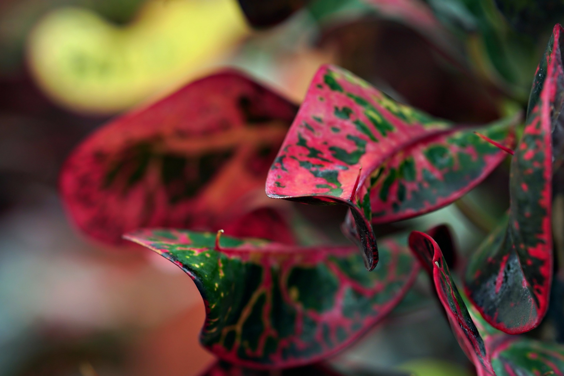 feuilles multicolores croton