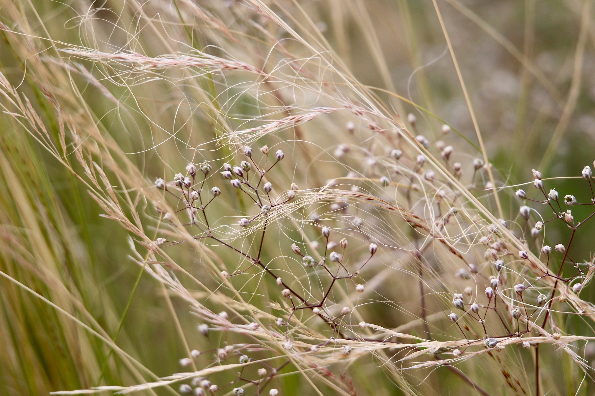 Gypsophile