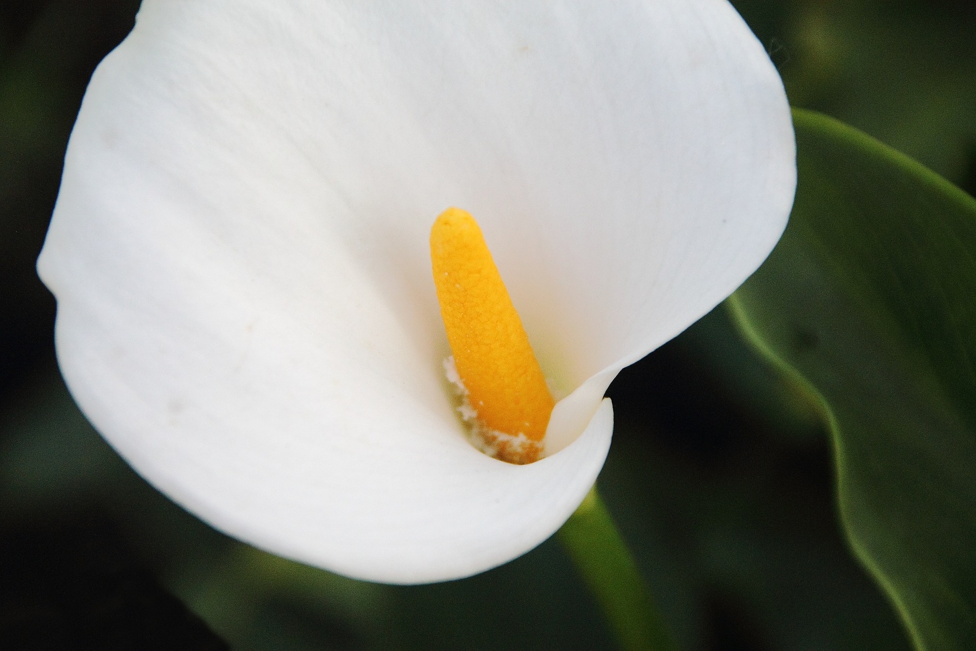 Tout savoir sur l'arum (calla)