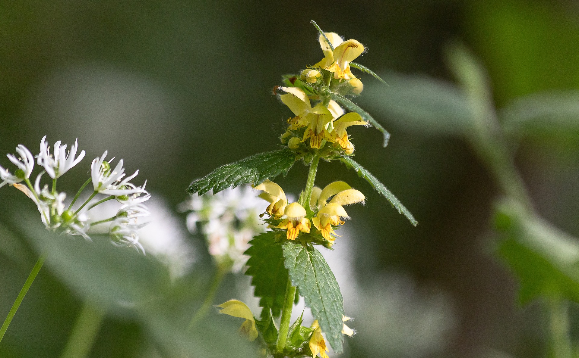 lamium geobdolon Ortie jaune