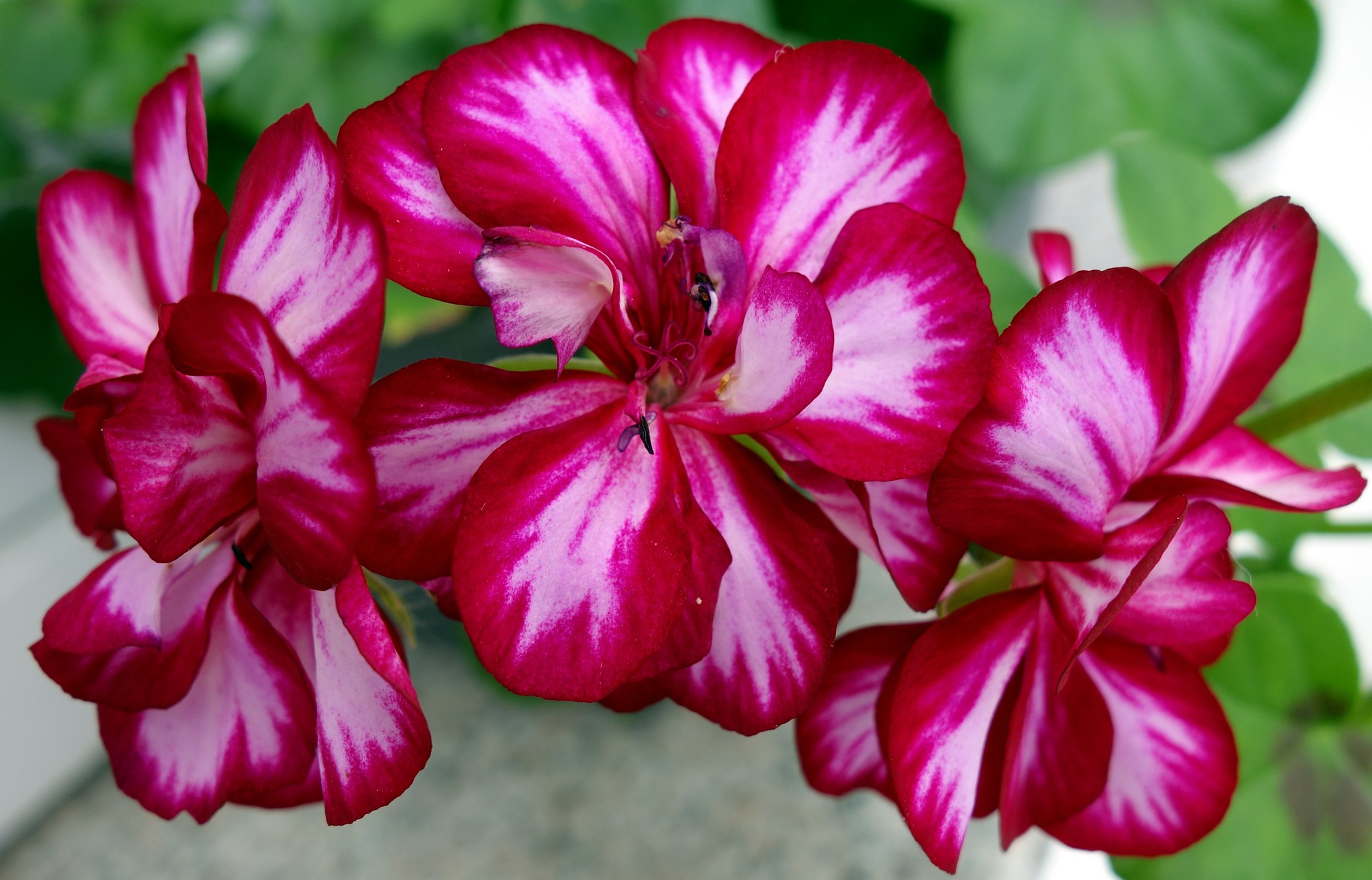 Géraniuem en fleurs rose Géranium-roi des balcons