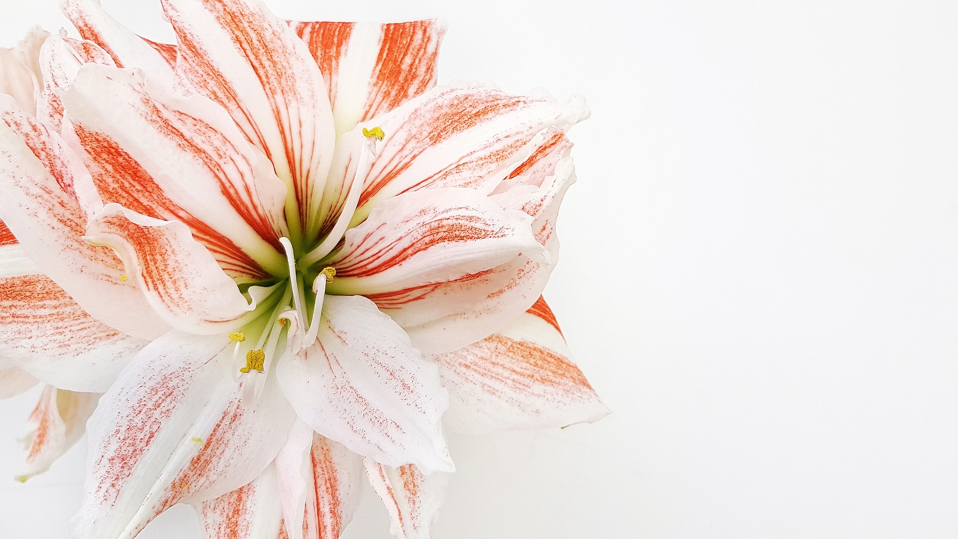 Amaryllis rouge et blanc