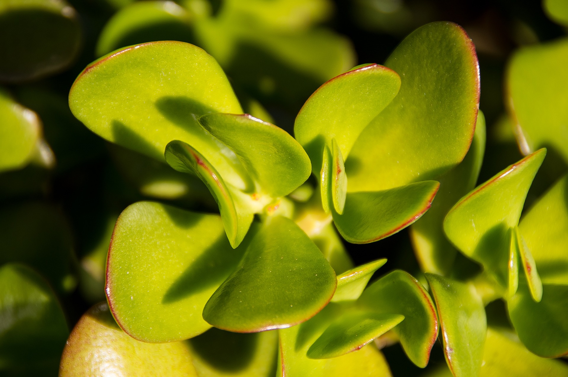 Crassula de jade