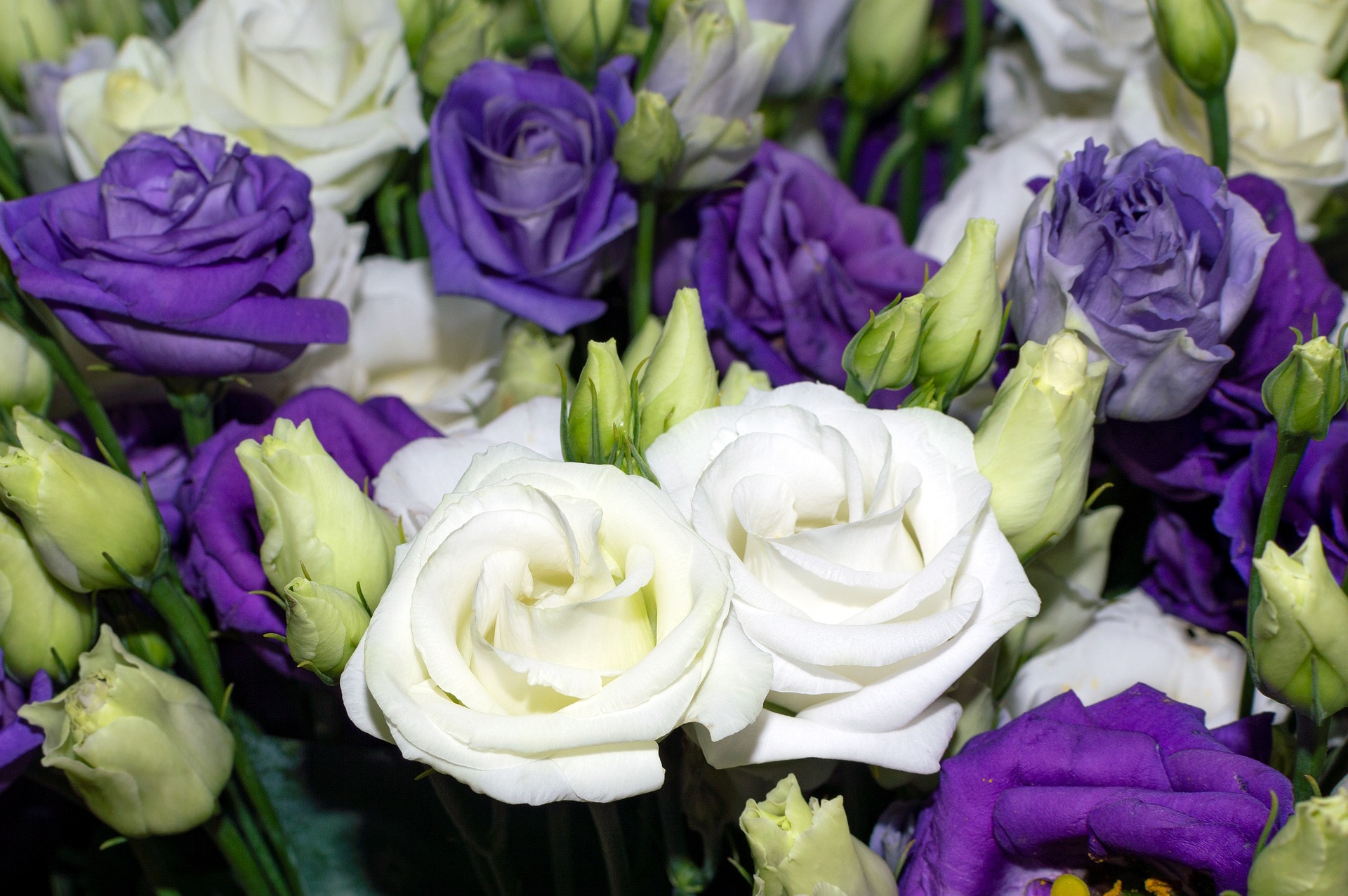 Lisianthus en fleurs Lisianthus blancs et violets