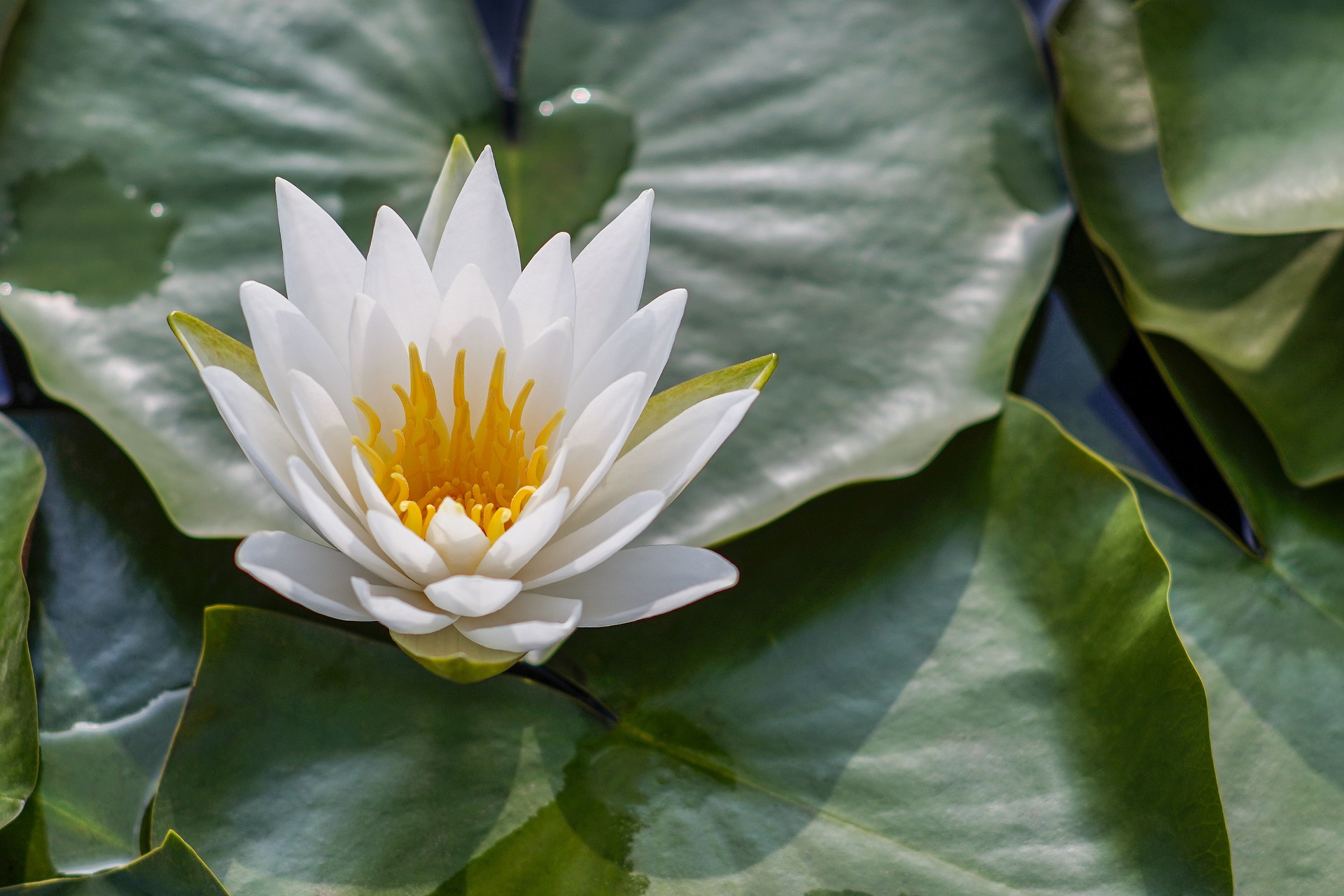 Fleur de lotus Fleur de lotus
