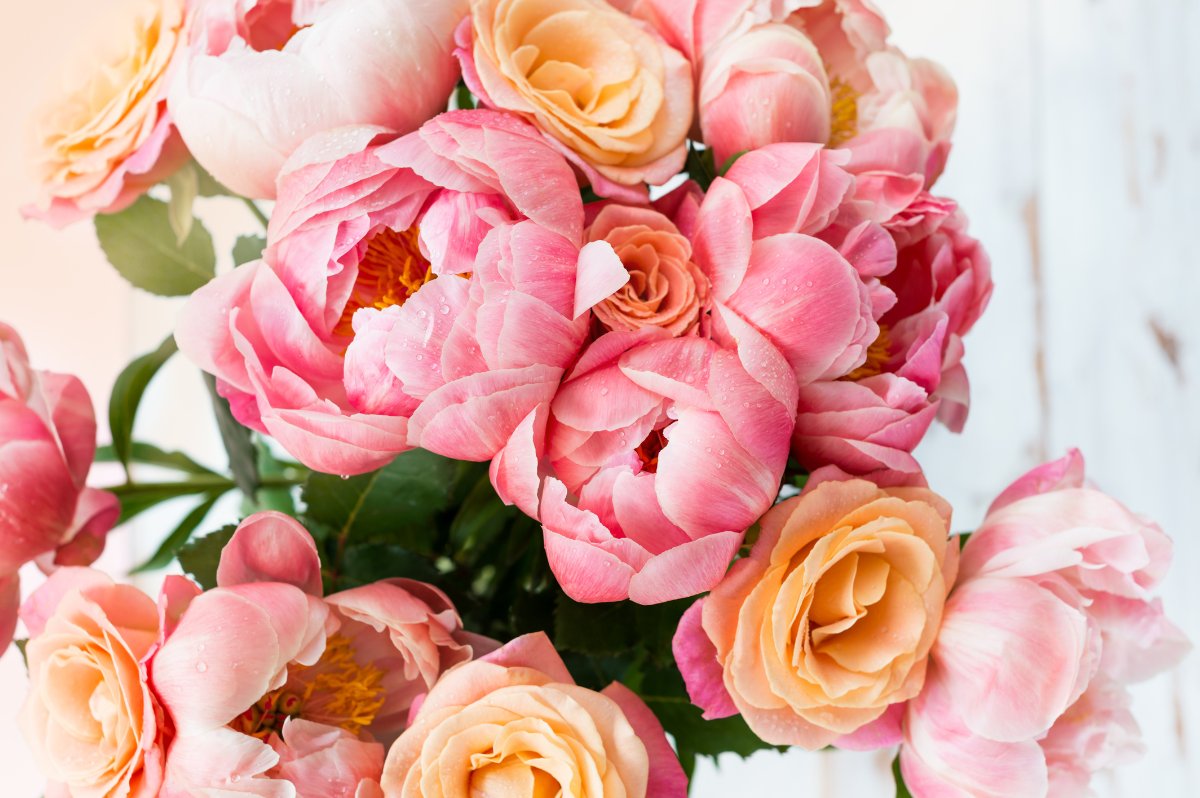 Tout savoir sur la pivoine