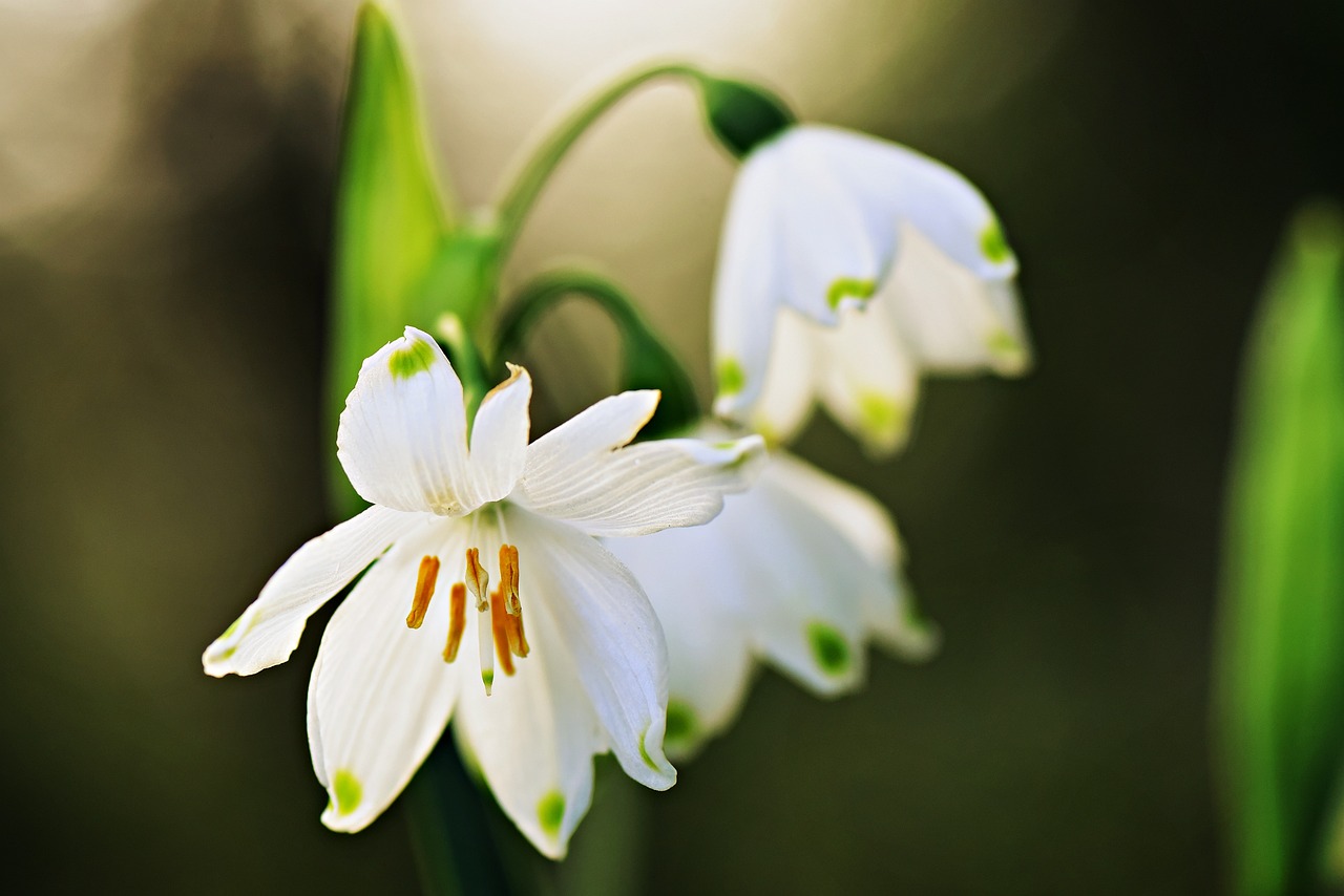 Fleur de perce-neige