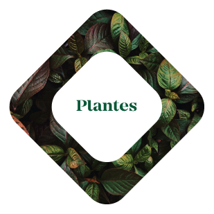 Plantes