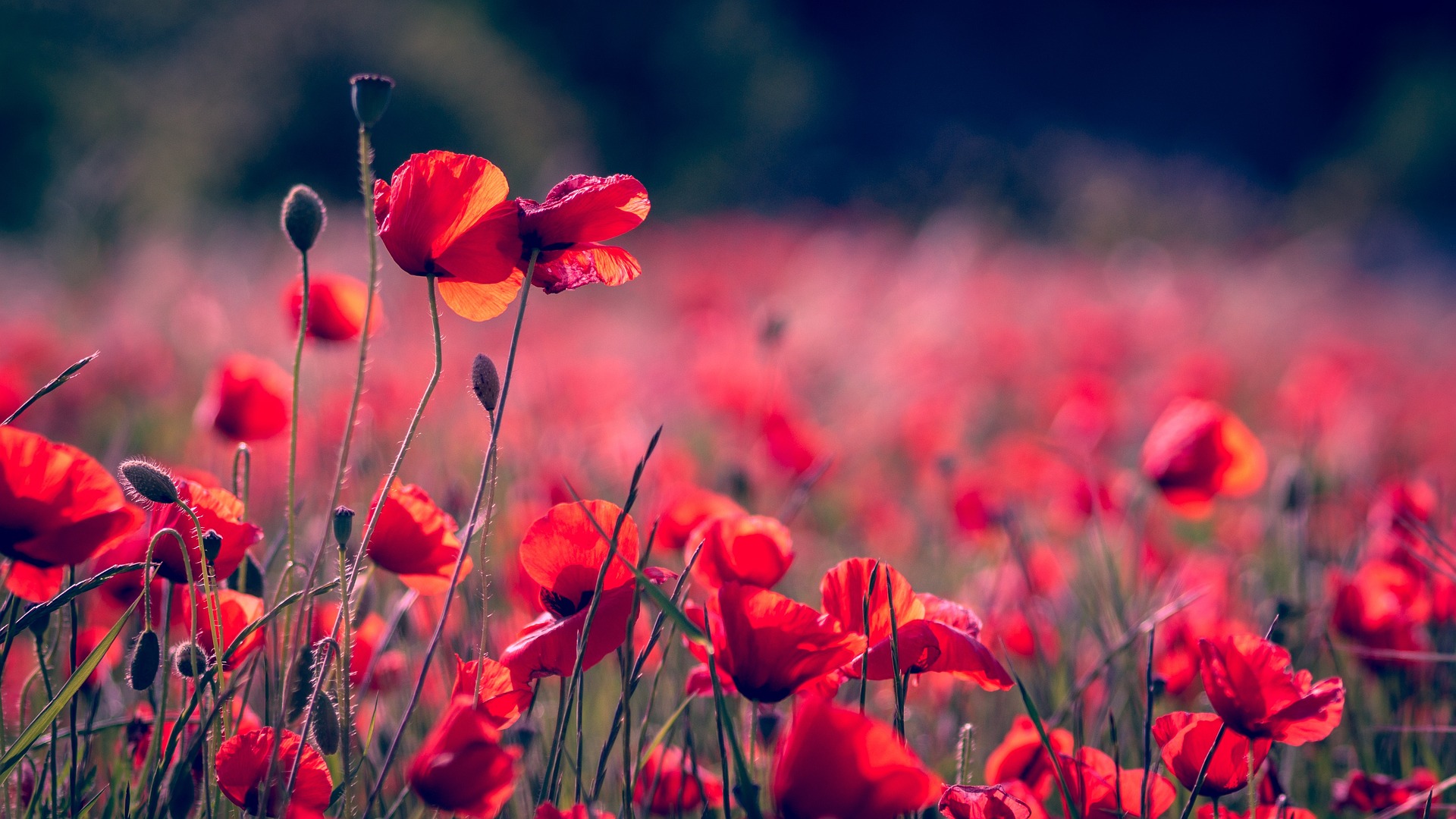 Champs de coquelicot