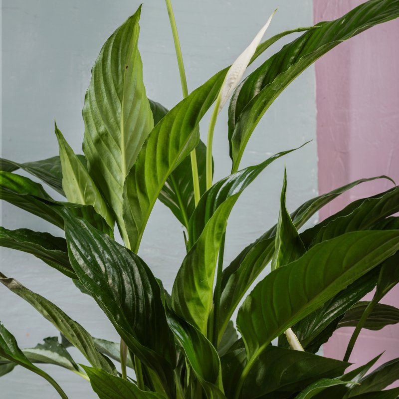 Spathiphyllum