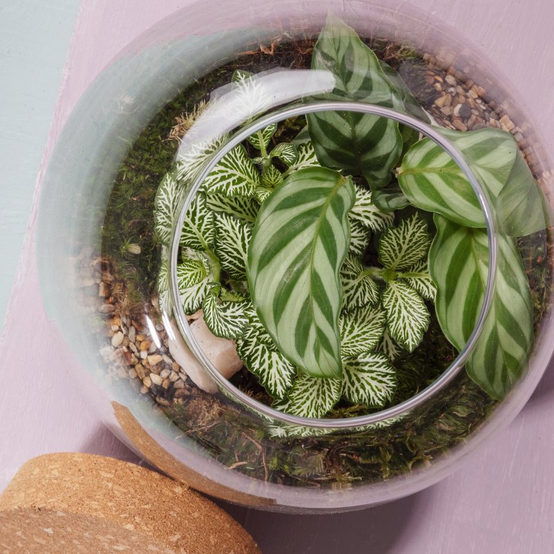Terrarium de plantes vertes