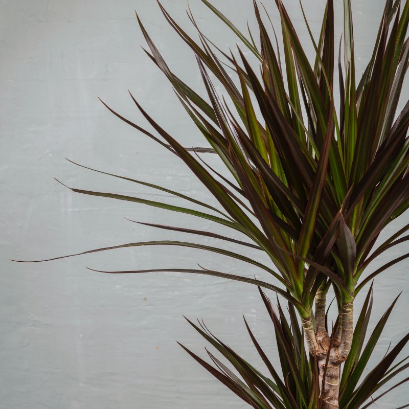 Dracaena Marginata