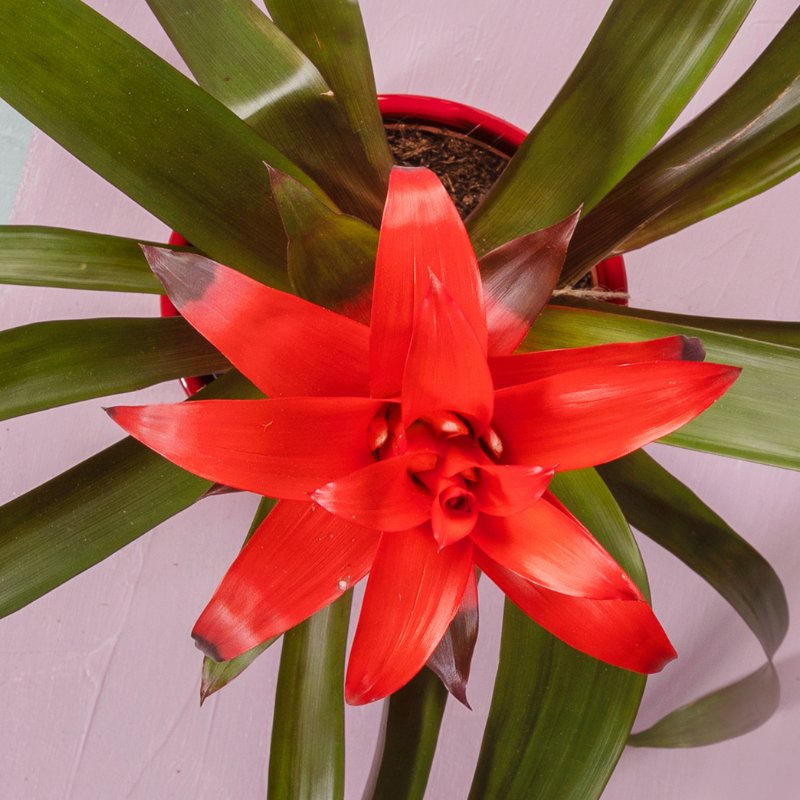 Guzmania