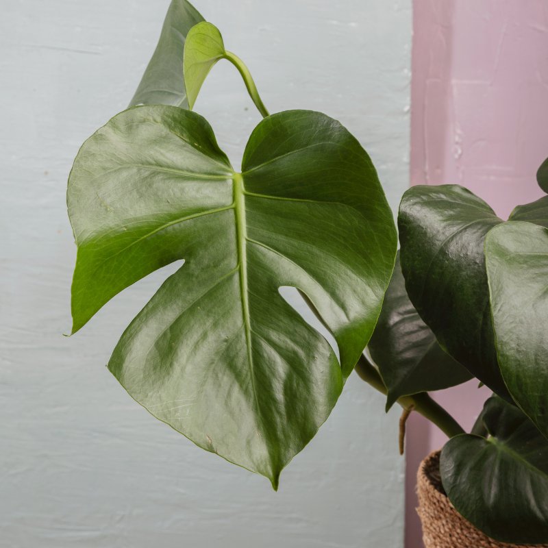 Monstera Deliciosa