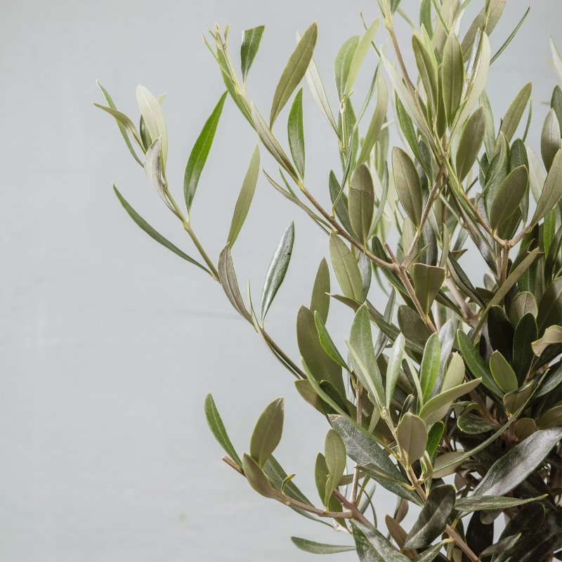 Plante d'Olivier