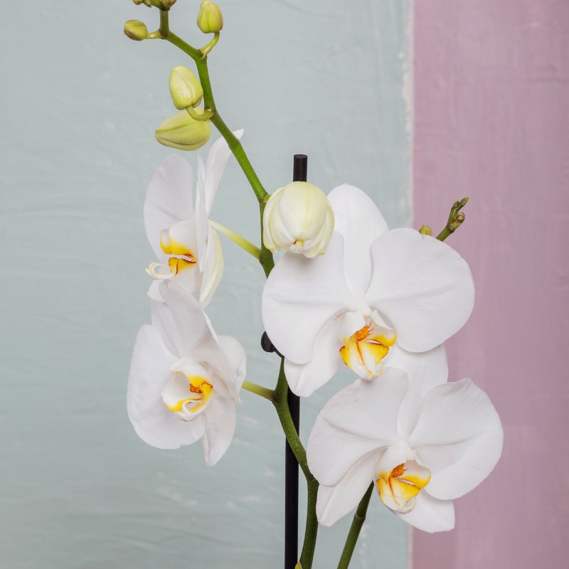 Orchidée