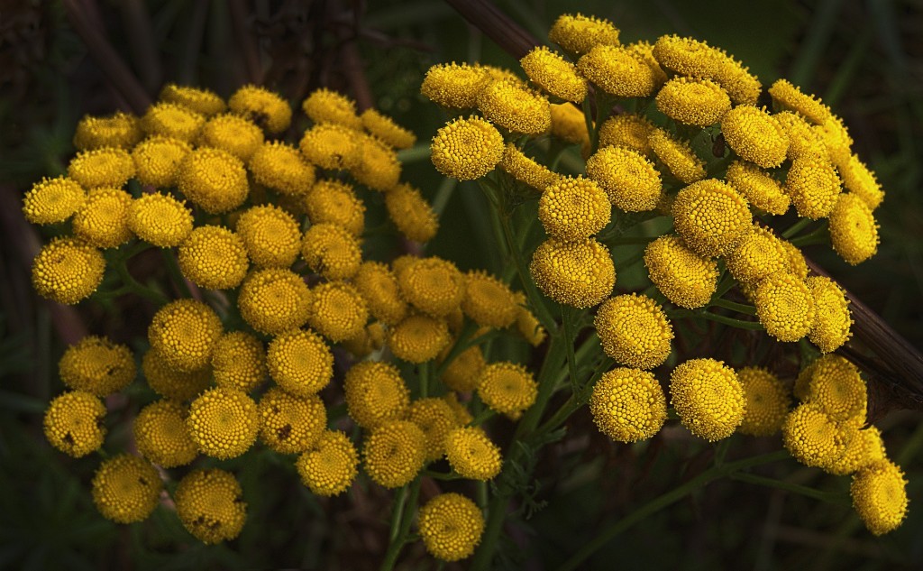 La Tanaisie, une plante vivace odorante aux fleurs jaunes élégantes