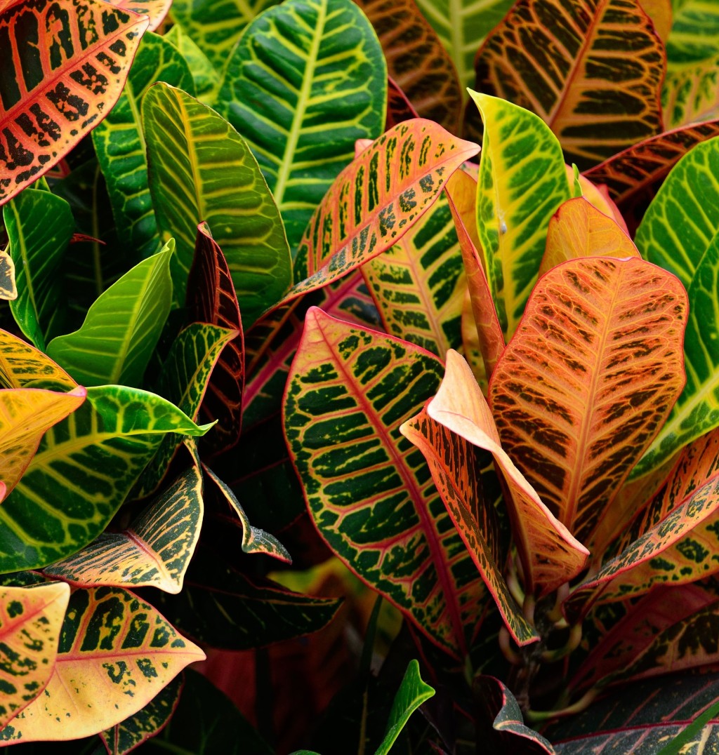 Le croton : la plante aux feuilles multicolores