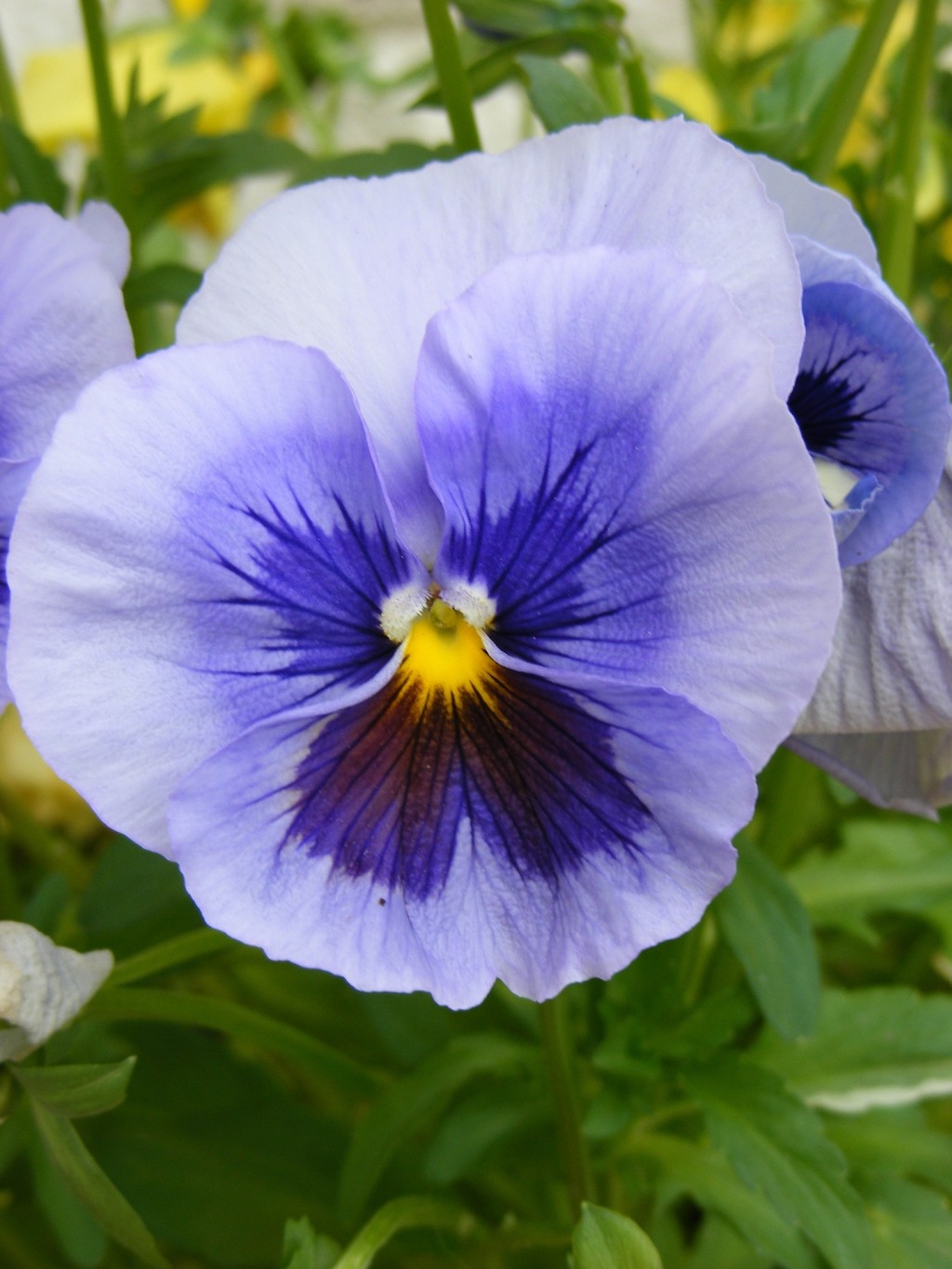 La pensée (viola tricolor)