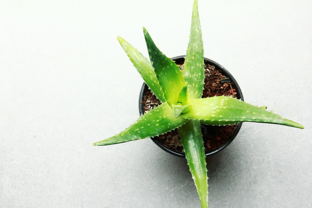 Comment entretenir l’aloe vera ?
