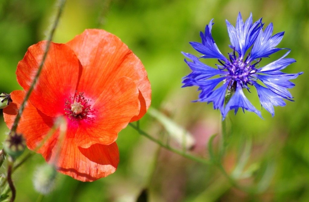 Quelles sont les fleurs symboles de la commémoration du 8 Mai ?