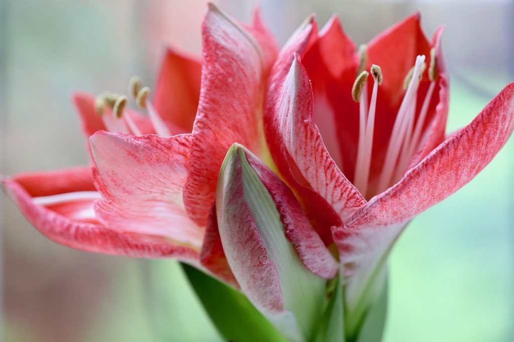 Amaryllis, une fleur somptueuse
