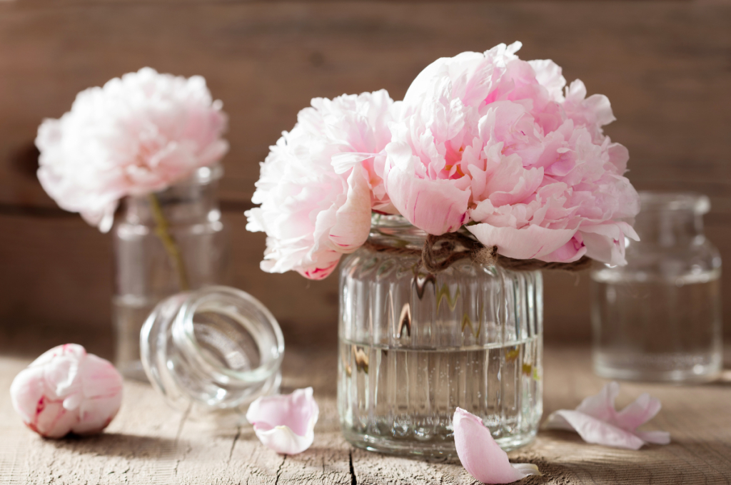 Comment conserver des pivoines en fleurs coupées ?